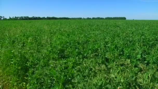 Campo de violação sob o céu azul em um dia ensolarado — Vídeo de Stock