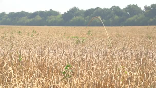 Recepción de grano de ascensor. cosecha El maíz está en la línea — Vídeos de Stock