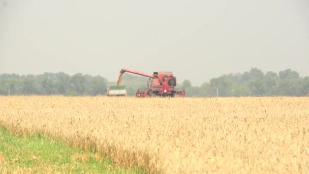 Field harvest . The machine away — Stock Video