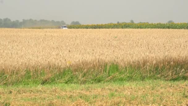 Réception des grains d'ascenseur. récolte Le maïs est sur la ligne 