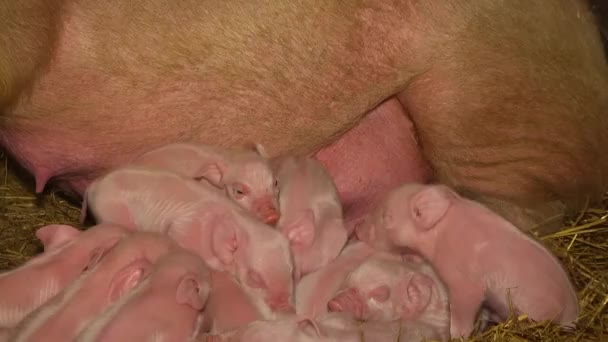 Żywienia świń gospodarstwo. Mięso — Wideo stockowe
