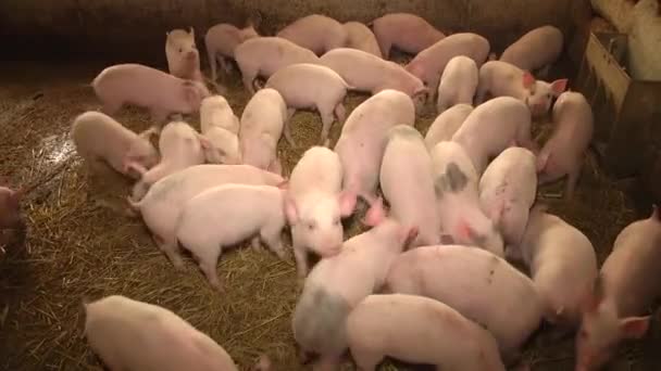 Маленькие свиньи. Ферма — стоковое видео