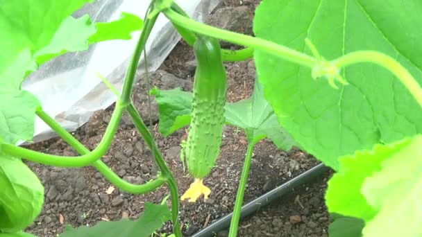 Cucumber grown in the greenhouse — Stock Video