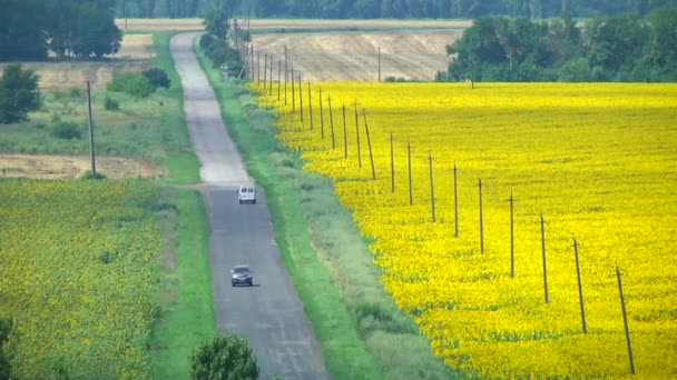 Top view of a road and fields — Stock Video