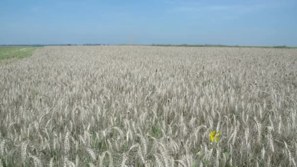Przyjęcie ziarna winda. zbiory kukurydzy jest na linii — Wideo stockowe