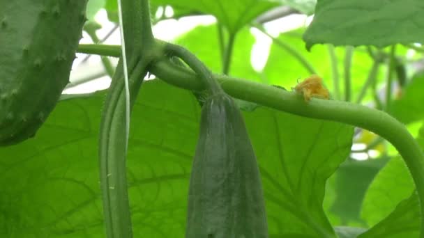 Big cucumber in the greenhouse — Stock Video