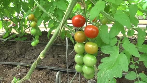 Les tomates mûrissent dans la serre 