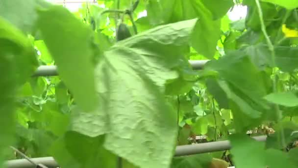 Pass by cucumbers in the greenhouse — Stock Video