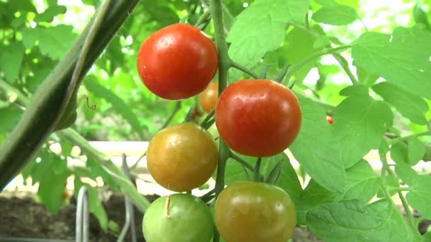 Tomatoes ripen in the greenhouse. Green tomatoes — Stock Video