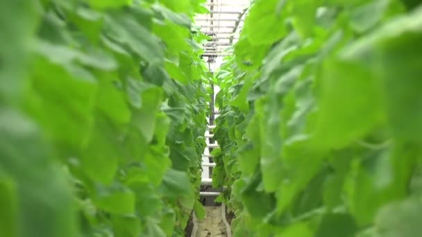 Growing cucumbers. Environmentally friendly product — Stock Video