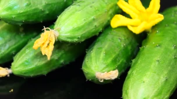 Large cucumber in the studio . Rotation. Black background. Reflection — Stock Video