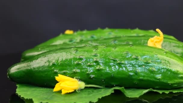 Large cucumber in the studio . Rotation. Black background. Yellow flowers — Stock Video