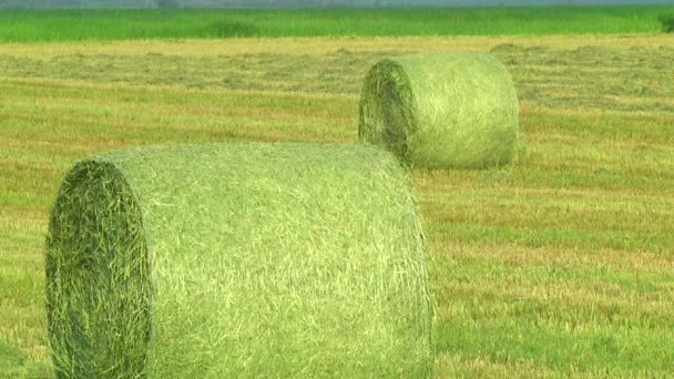 Hay en las bobinas. Campo de granjeros lleno de fardos de heno . — Vídeos de Stock