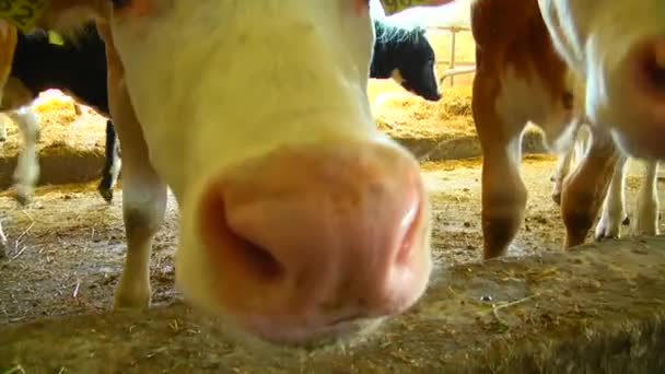 Two cows show language — Stock Video