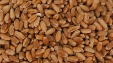 Büyük buğday. Yukarıdan çekim