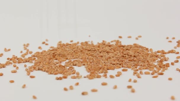 小麦籽粒。白色背景 — 图库视频影像