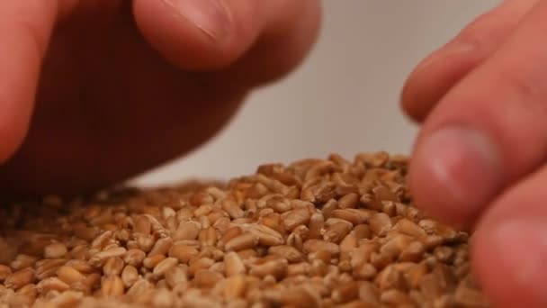 Velké pšenice. farmář ruce — Stock video