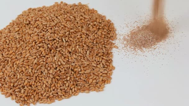 Farine, son versé dans les grains — Video