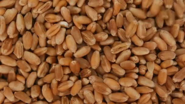 Large wheat . Shooting from above — Stock Video