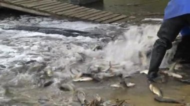  Balıkçılar balık su birikintisi içine yayın