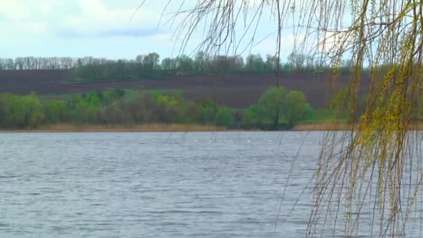 Beautiful nature lake. Spring — Stock Video