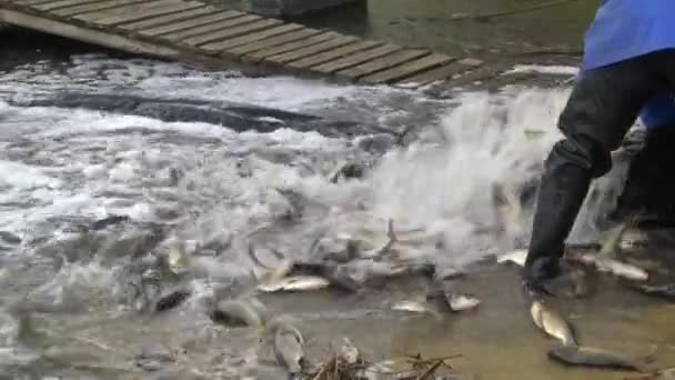 Los pescadores liberan los peces en el estanque — Vídeo de stock