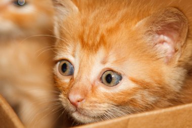 yavru kedi yiyecek arıyor