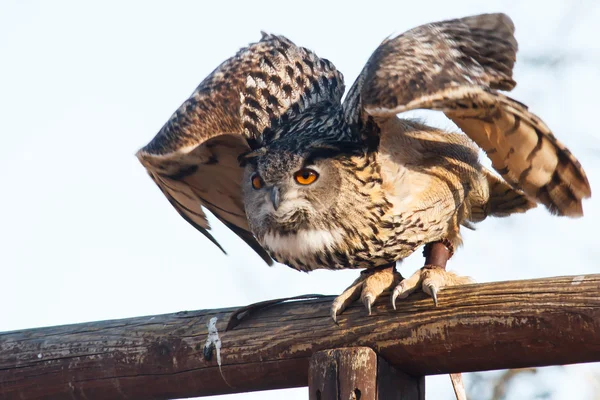 Un vrai hibou qui commence à voler — Photo