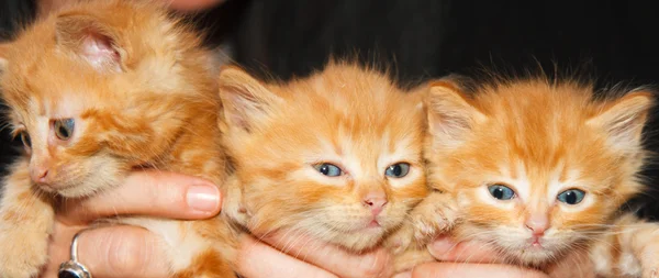 üç kahverengi yavru kedi