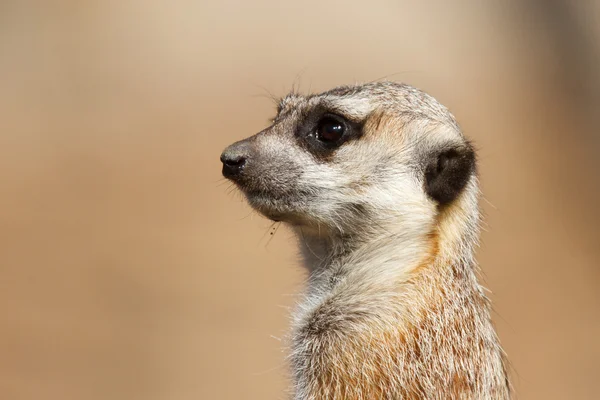 Meerkat patrząc — Zdjęcie stockowe