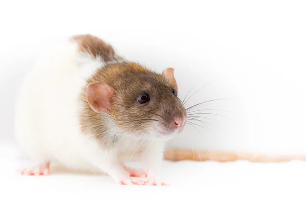 一只老鼠在白色背景 — 图库照片