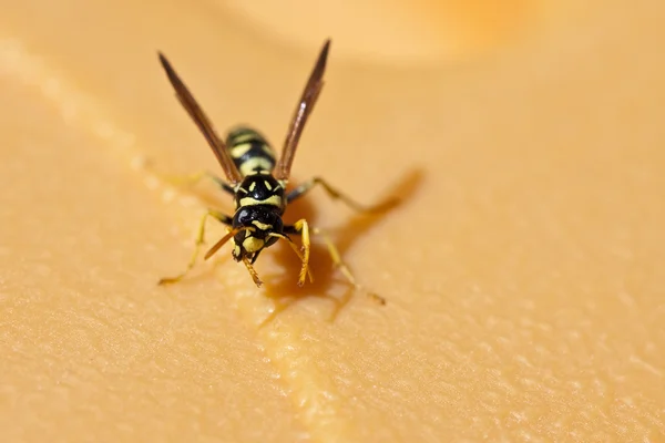 A wasp pool — Stock Photo, Image