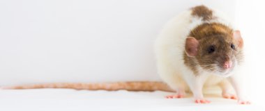 Beyaz arka plan köstebeğiyle