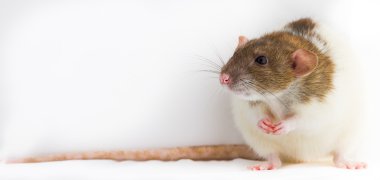 Beyaz arka plan köstebeğiyle