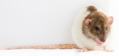 Beyaz arka plan köstebeğiyle