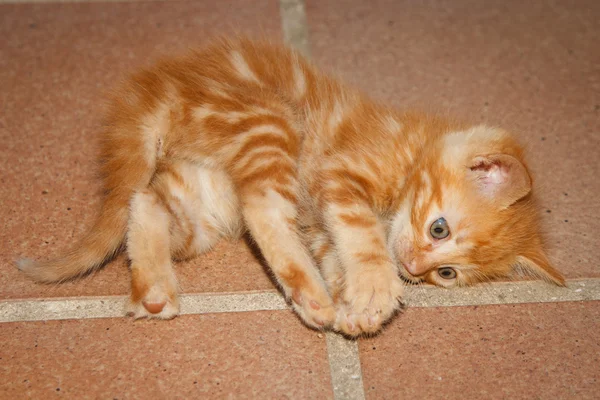 Pequeno gatinho marrom jogando — Fotografia de Stock