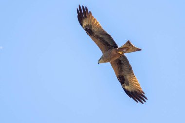 Milvus Milvus, göklerin kralı.