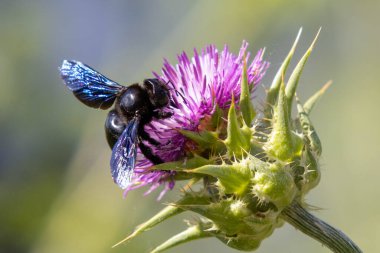 Çiçekteki siyah arı