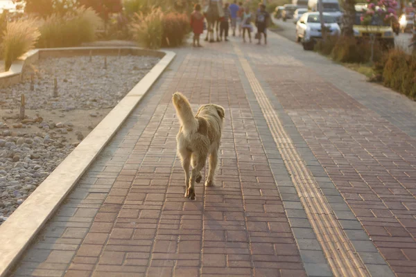 Dog running through embankment — Stock Photo, Image