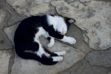 siyah beyaz kedi yavrusu