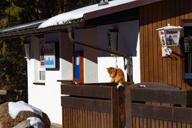 Titisee-Neustadt, Almanya - 10: 30 2012: Titisee çevresindeki 