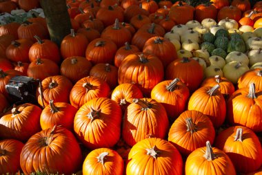 Avrupa Parkı, Rust, Almanya - 10.31.2012: Eğlence parkında Cadılar Bayramı - kaldırıma yakın çimenlikte beyaz ve turuncu balkabağı sıraları. Kutlama dekorasyon konsepti