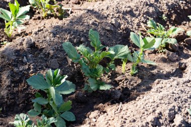 Summer gardening: growing vegetables, potatoes and beans sprouts on the beds on a sunny summer day. 
