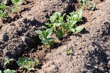 Summer gardening: growing vegetables, potatoes and beans sprouts on the beds on a sunny summer day. 