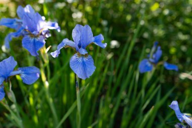 Botanical: Blue Iris Flowers on the flower bed on beautiful sunny day, summer gardening