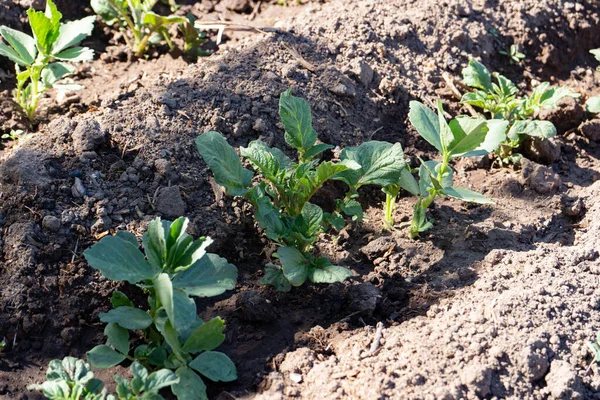 Summer Gardening Growing Vegetables Potatoes Beans Sprouts Beds Sunny Summer — Stockfoto