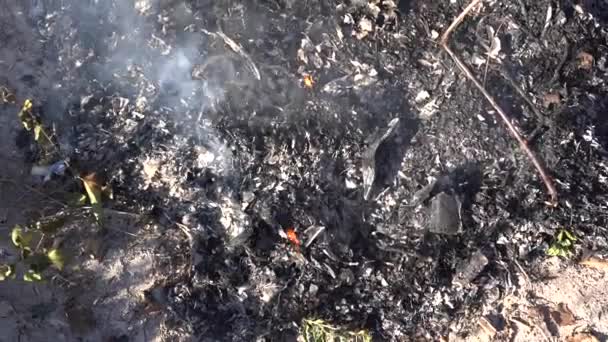Müll Brennt Einem Sommertag Garten Jemand Rührt Sie Mit Einem — Stockvideo