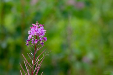 Yaz mevsimi doğal arka plan: güneşli yeşil bir çayırda güzel mor Ivan-çay çiçekleri. Yatay çekim. Boşluğu kopyala