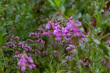 Yaz doğal arka plan: yeşil bahçede güzel mor Ivan-çay çiçekleri. Yatay çekim