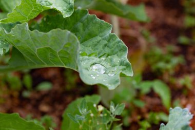 Lahana yapraklarını yağmur damlalarıyla kapatın. Dışarıdaki yatakta lahana filizleri. Ev bahçesi konsepti